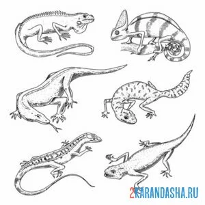 Раскраска 6 разных ящериуц