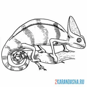 Раскраска ящерица дикая