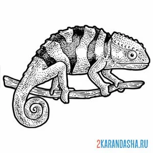 Раскраска медленный хамелеон