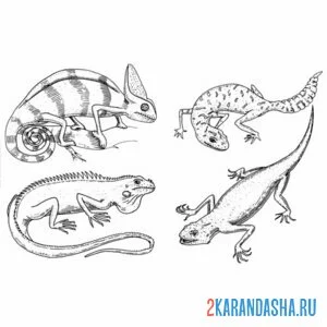 Раскраска 4 вида ящериц