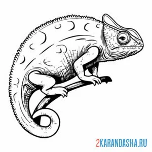 Раскраска хамелеон сидит