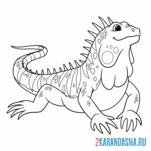 Раскраска красивая игуана