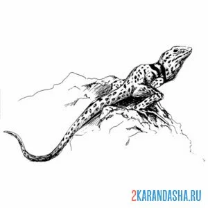 Раскраска ящерка на камне