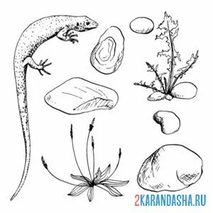 Раскраска ящерица и ее среда обитания