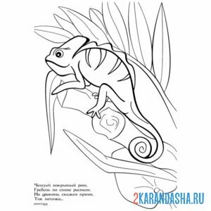 Раскраска хамелеон в листьях