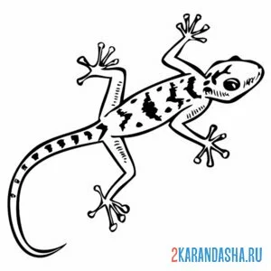 Раскраска ящерица с присосками