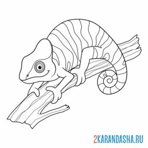Раскраска хамелеон на ветке скрылся