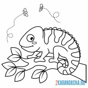 Раскраска хамелеон ждет еды