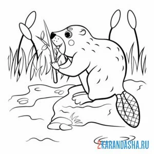 Раскраска бобр в пруду