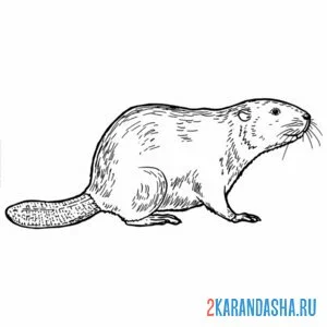 Раскраска живой бобр бобер