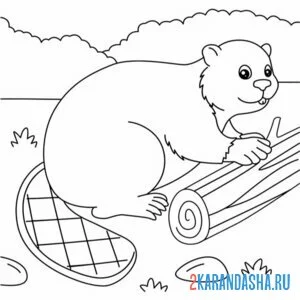 Раскраска бобр и спиленное дерево