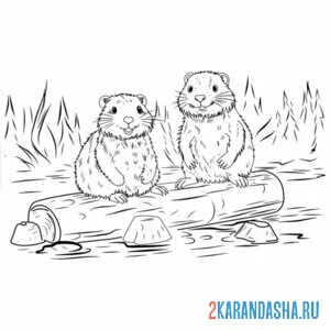 Раскраска два бобра