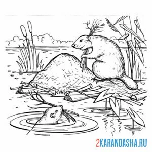 Раскраска хатка бобров