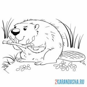 Раскраска бобр грызун
