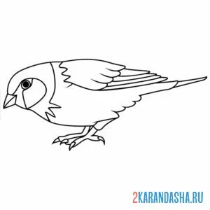 Раскраска воробей ищет еду