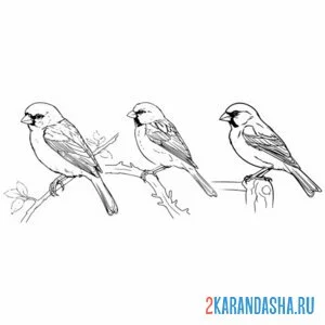 Раскраска три воробья
