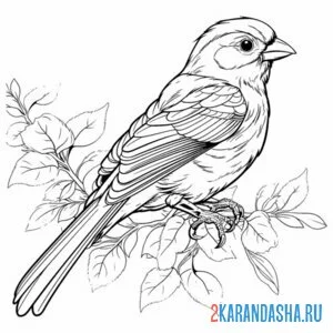 Раскраска воробей сидит на ветке
