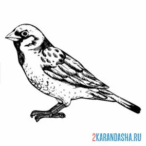 Раскраска воробушек настоящий
