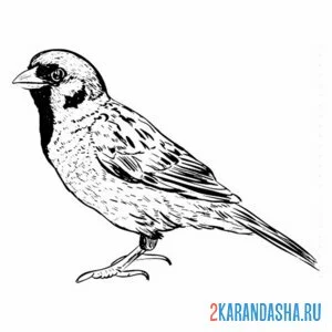 Раскраска воробушек как настоящий