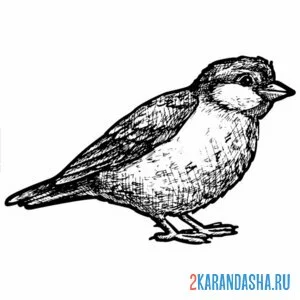 Раскраска воробей прыг