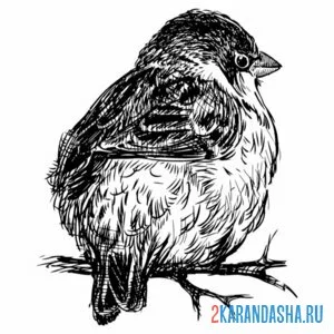 Раскраска взъерошенный растрепанный воробей