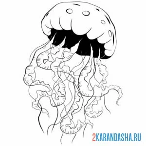 Раскраска медуза бульк