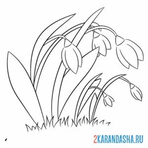 Раскраска подснежники весной