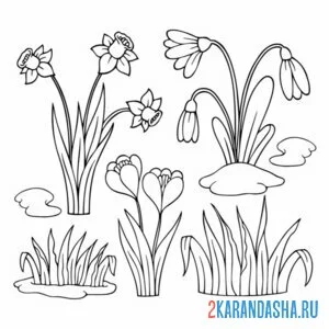 Раскраска подснежники и нарциссы