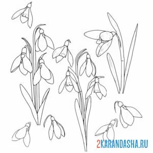 Раскраска подснежники разные