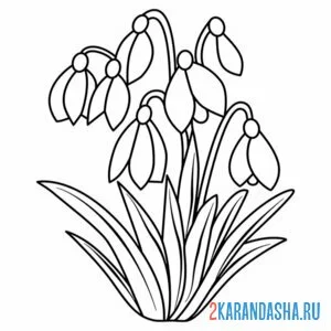 Раскраска весенние цветы подснежники