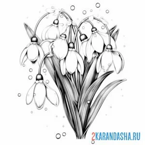 Раскраска подснежники настоящие