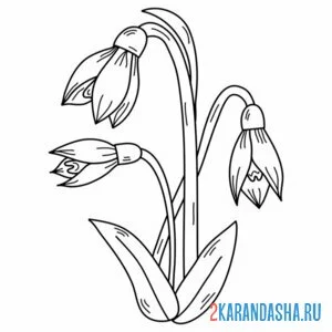 Раскраска подснежники распускаются