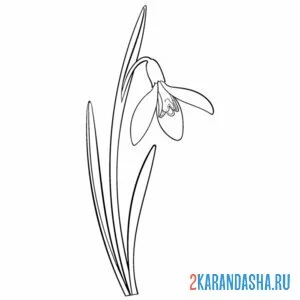 Раскраска один подснежник