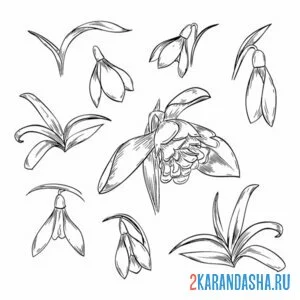 Раскраска подснежники по частям