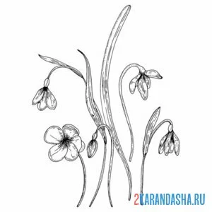 Раскраска подснежники распустился