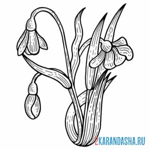 Раскраска подснежники вместе