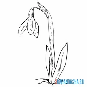 Раскраска подснежник одинокий