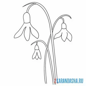 Раскраска подснежники лесные