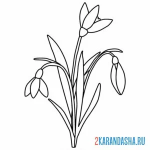 Раскраска подснежники весну встречает
