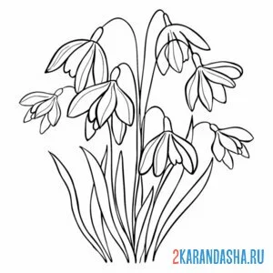 Раскраска подснежники весенние лесные