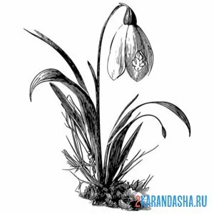Раскраска подснежники фото весна