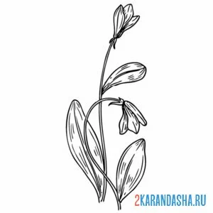 Раскраска подснежники тянется