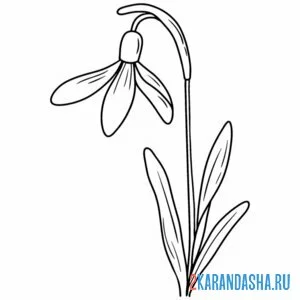 Раскраска подснежники хочет расцвести