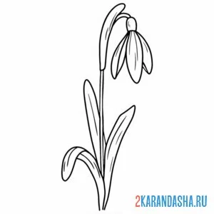 Раскраска подснежники один тянется