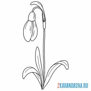 Раскраска подснежники бутон