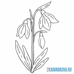 Раскраска подснежники на полянке