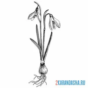 Раскраска подснежники с луковицей