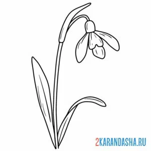 Раскраска подснежники почти распустился