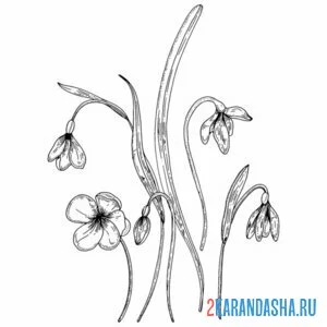Раскраска подснежники много