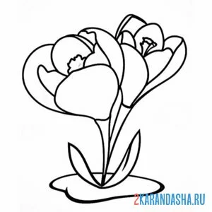 Раскраска подснежники два